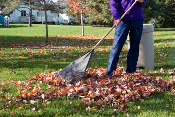 Leaves Cleaning